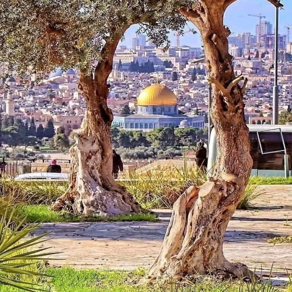 Aqsa trees scene